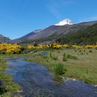 Flores amarillas y volcán