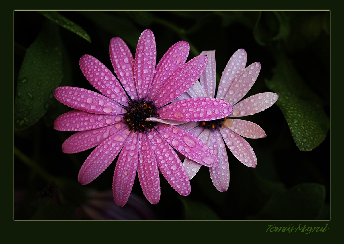 FLORES AMIGAS