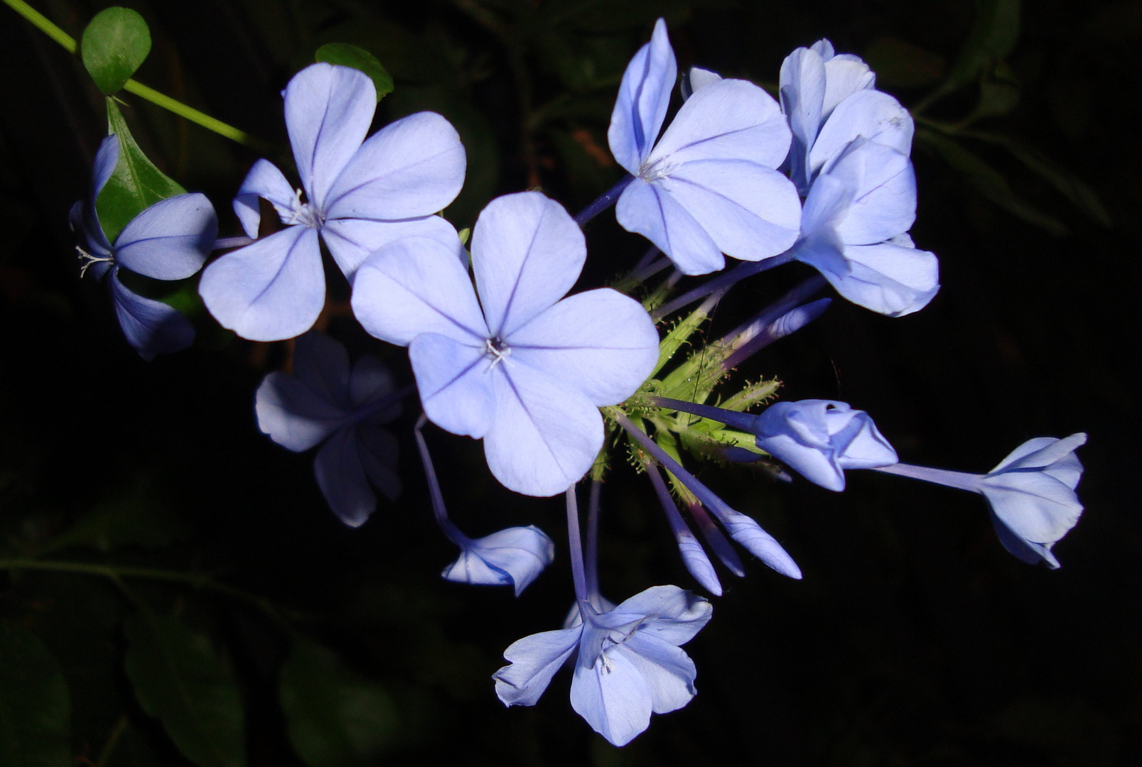 //// FLORES AZULES////