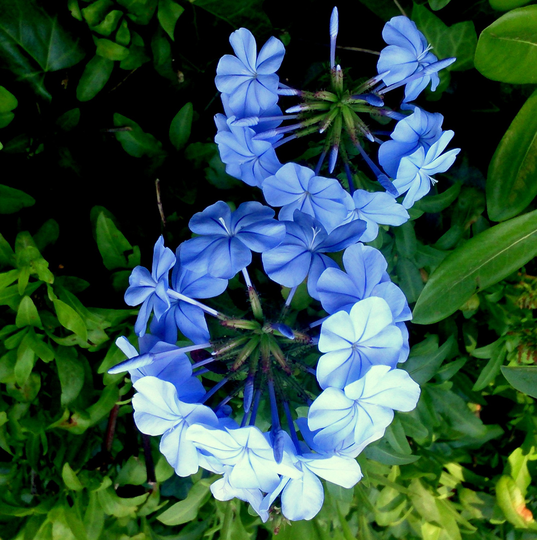 Flores azules 2
