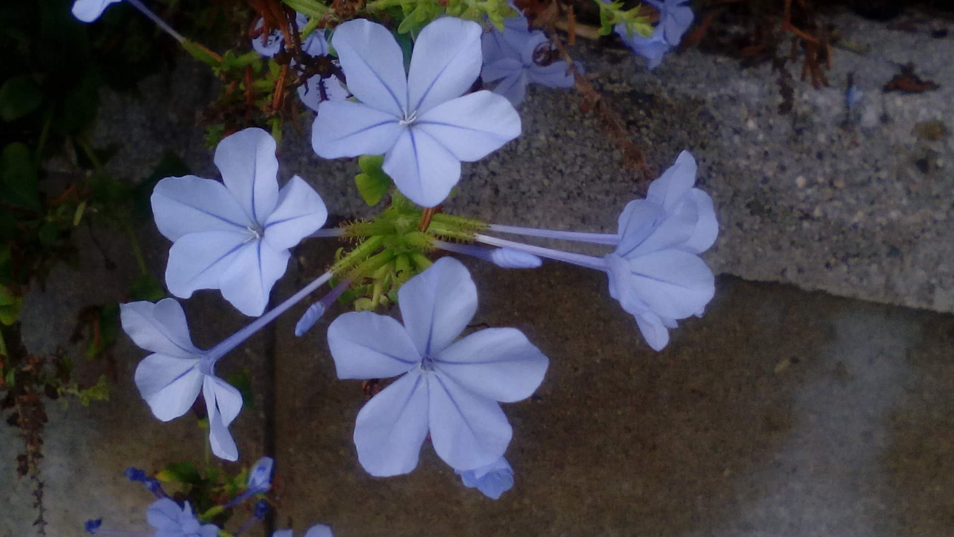   Flores azules 