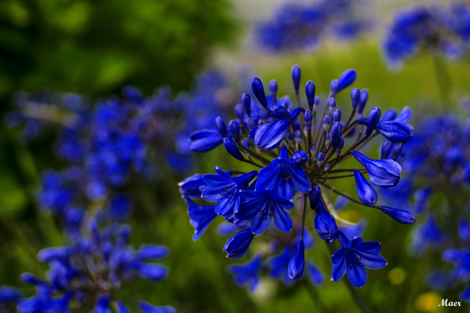 Flores azules de verano