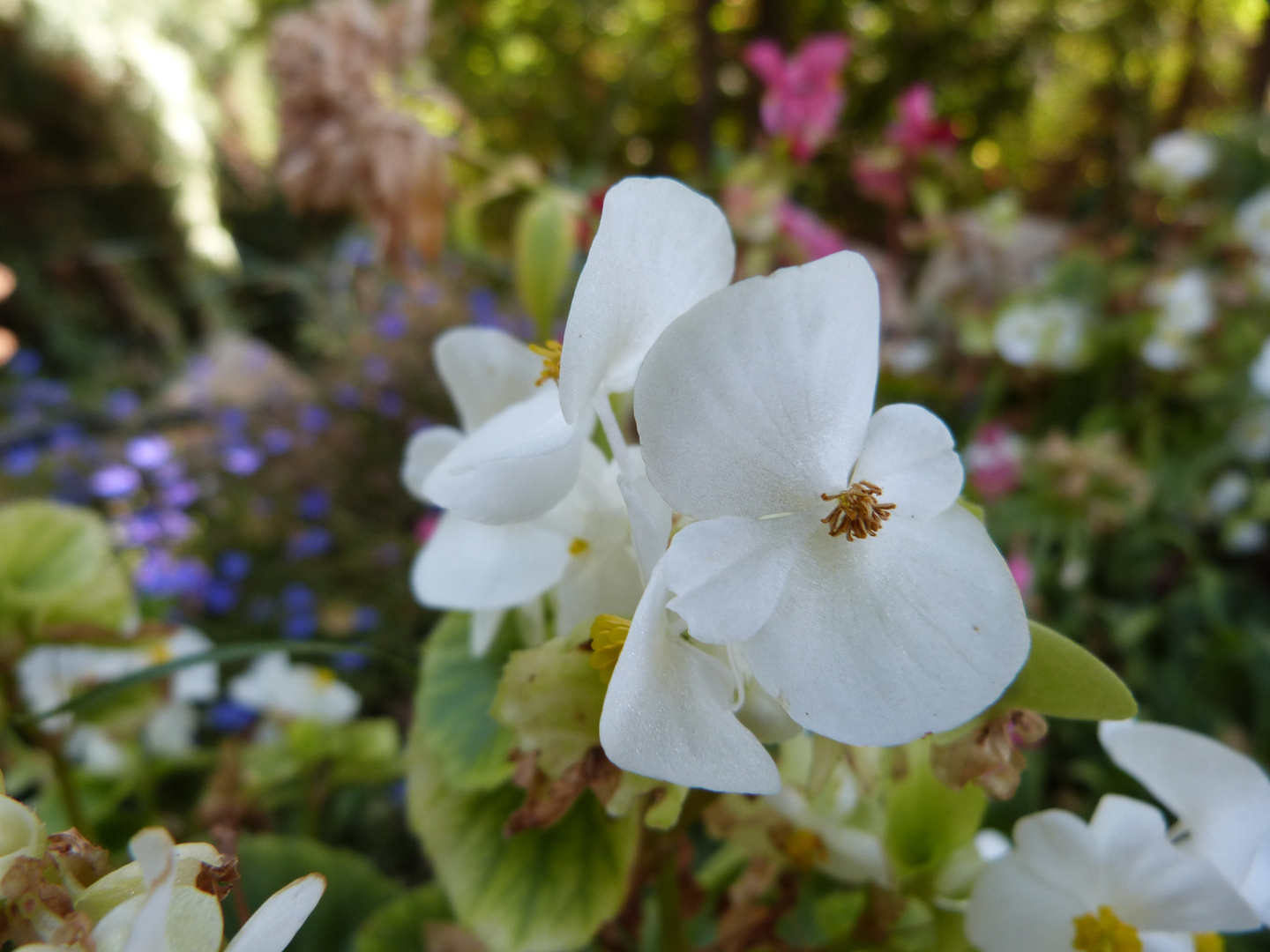 flores blancas