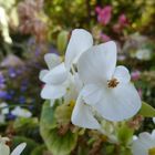 flores blancas