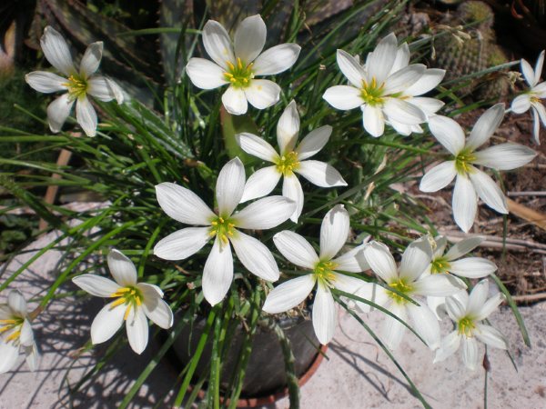 Flores blancas