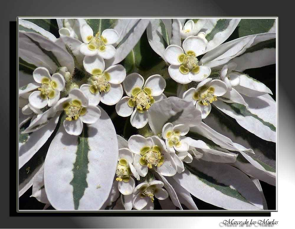 Flores blancas....