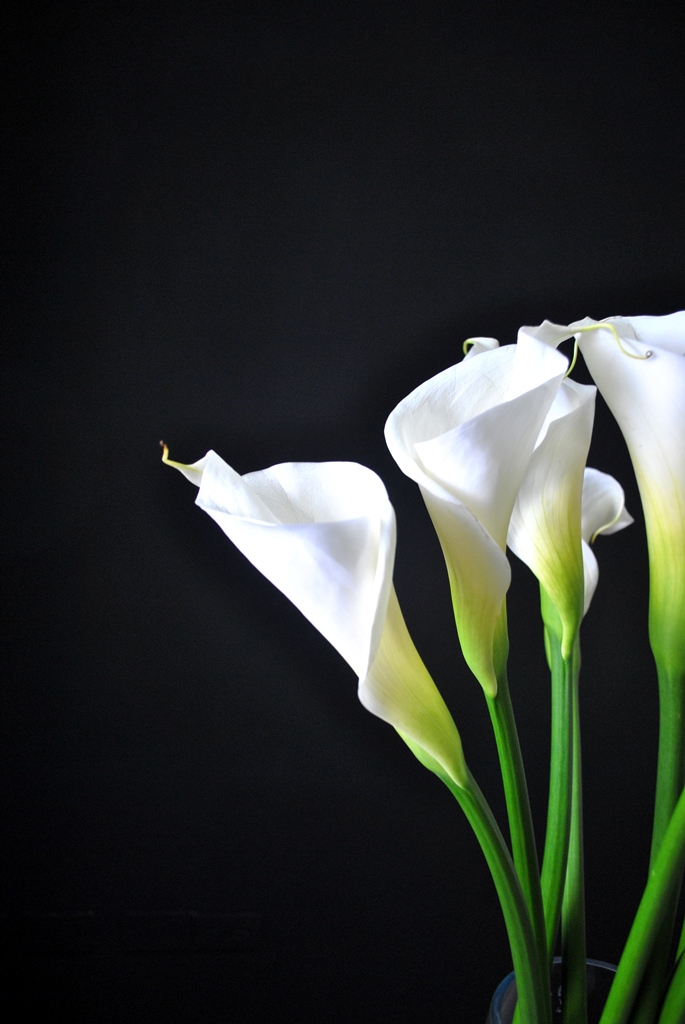 FLORES BLANCAS