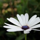 flores blancas