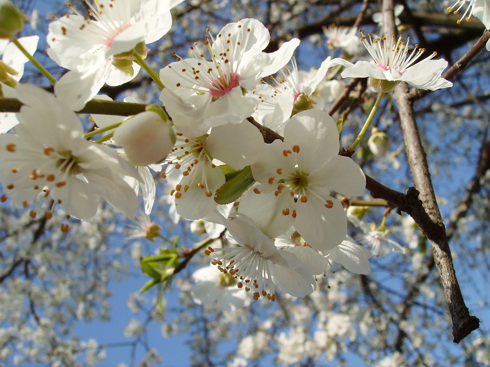 flores blancas