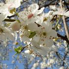 flores blancas