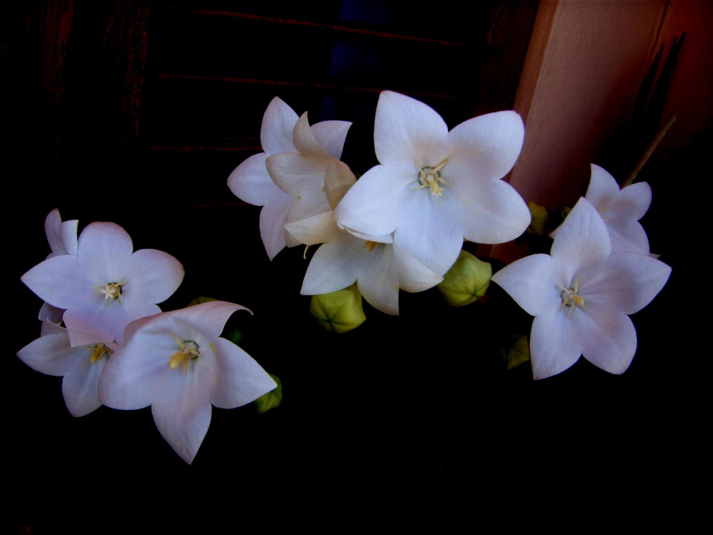 flores blancas