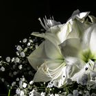 Flores blancas para Pepe Jaime