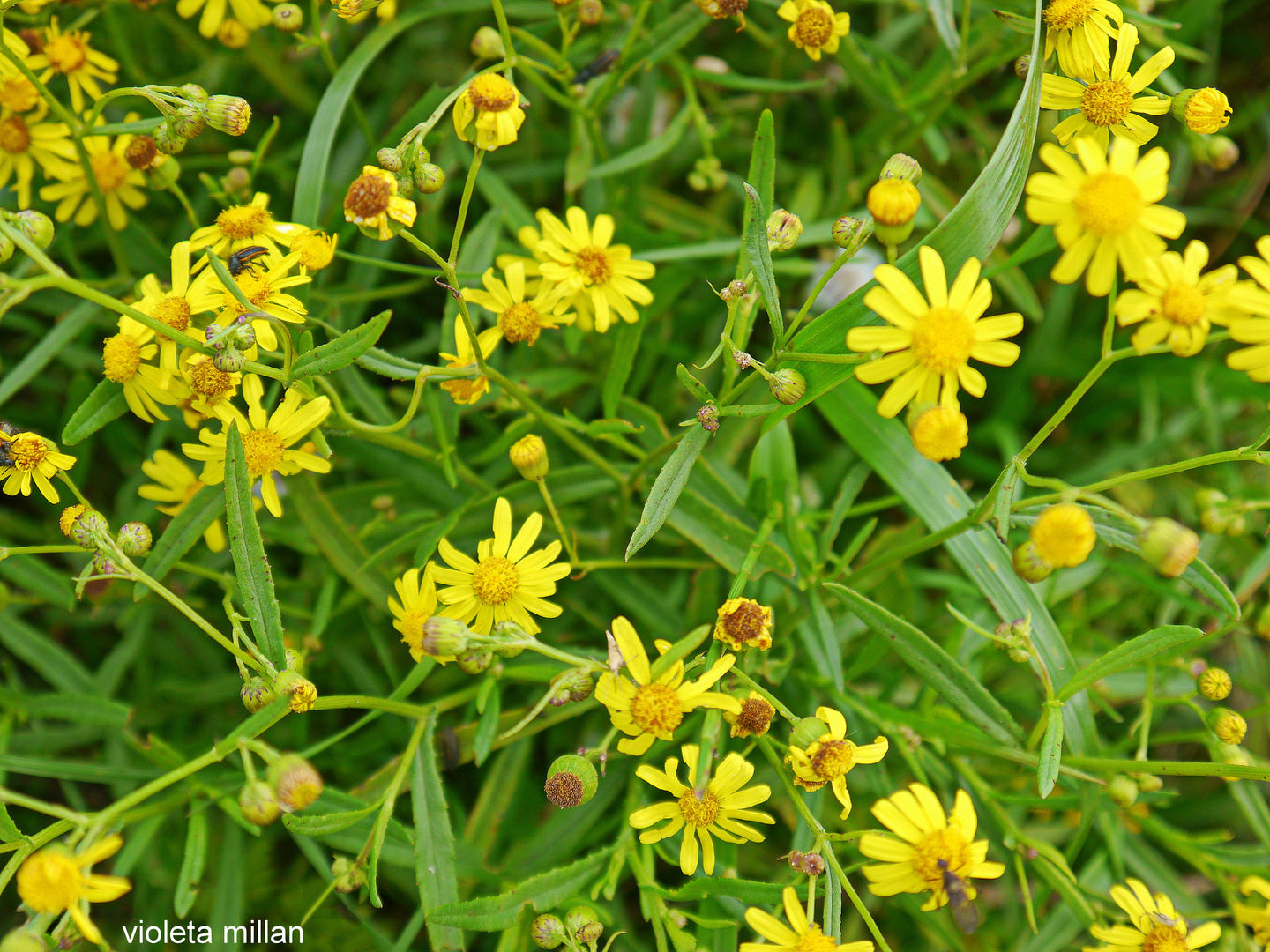 FLORES CAMPESTRES