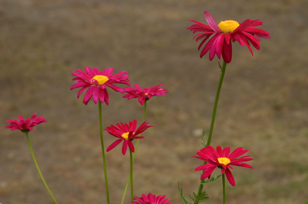 FLORES