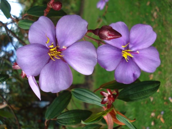 flores colombianas