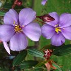 flores colombianas