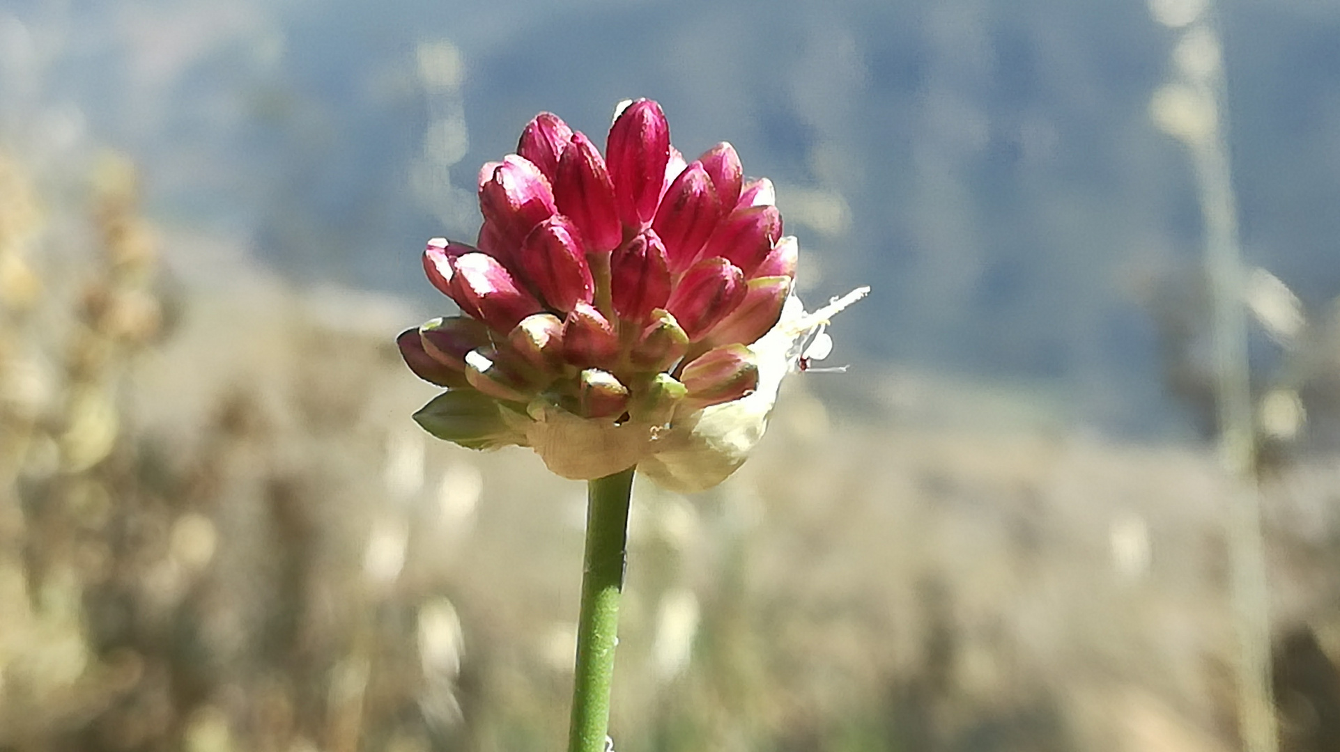 Flores con colores