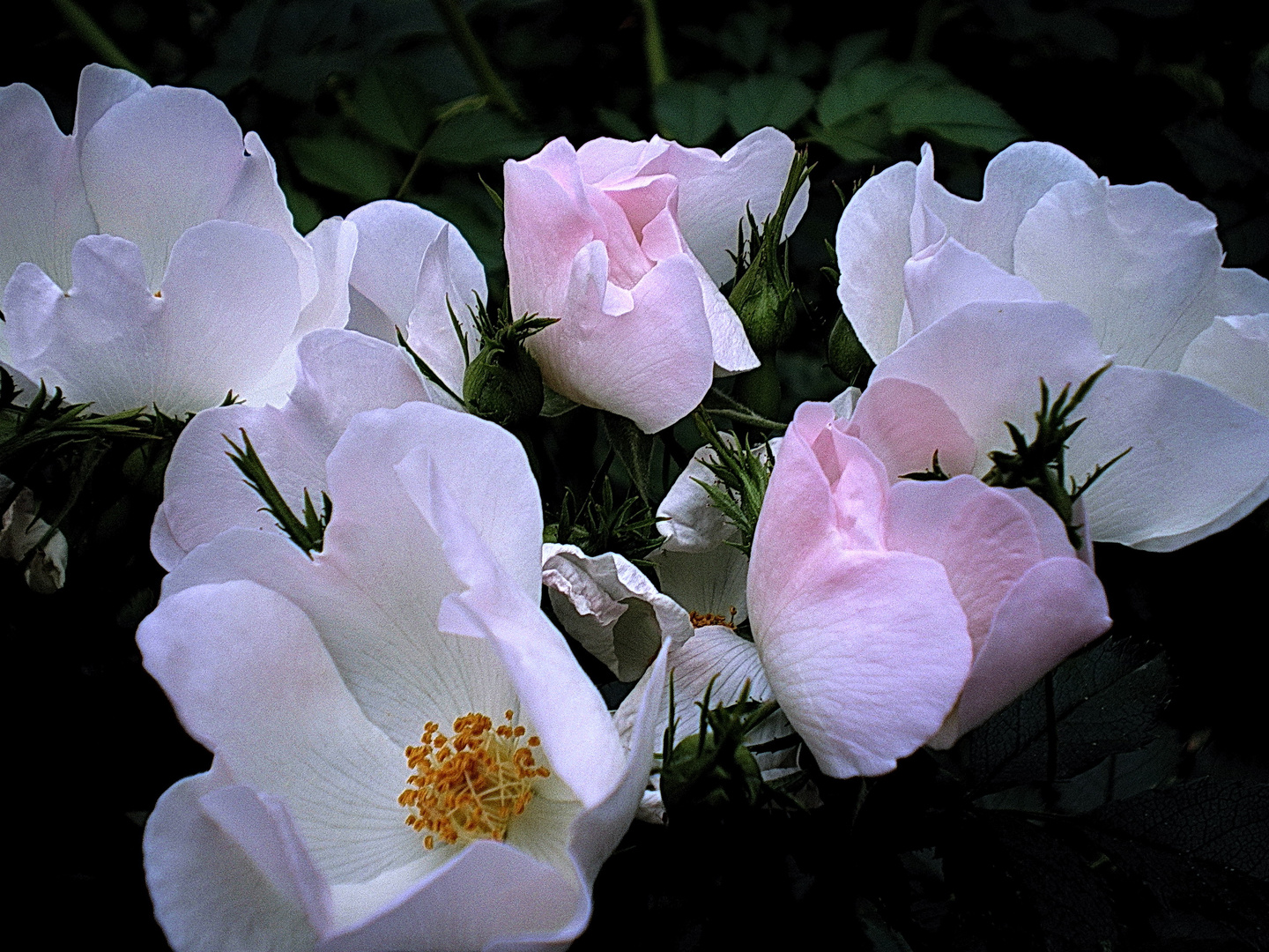 Flores con magia