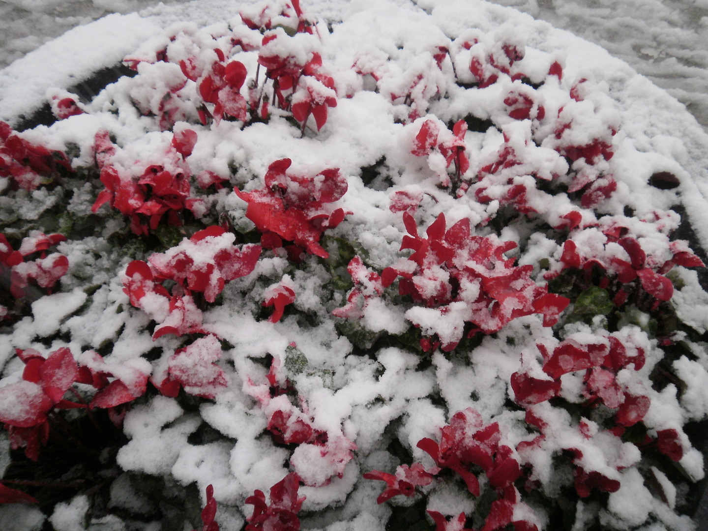 flores con nieve