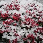 flores con nieve