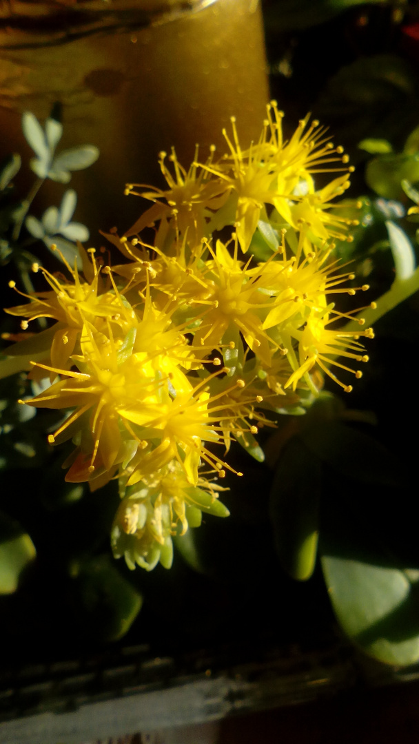 Flores con tonos amarillos