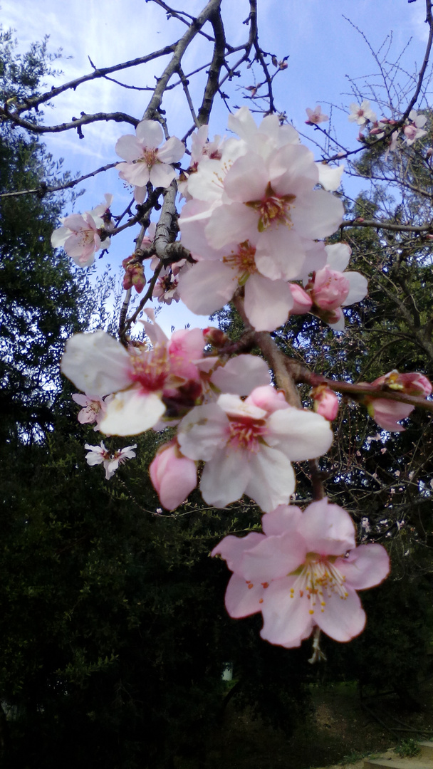 Flores de almandro