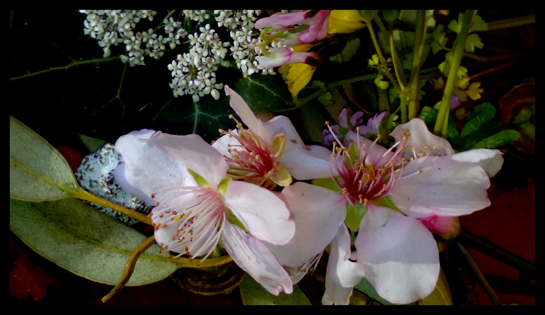 Flores de almendro 