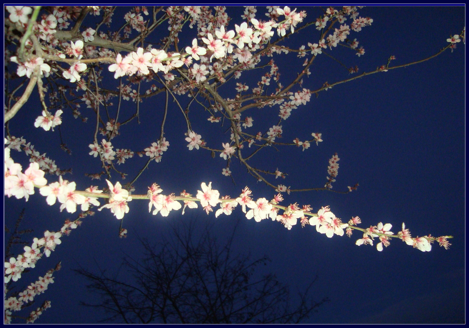 Flores de almendro 4