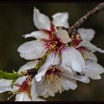 Flores de almendro