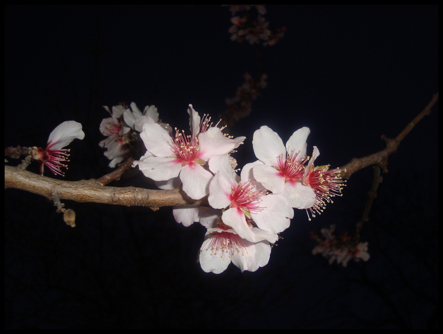 Flores de almendro