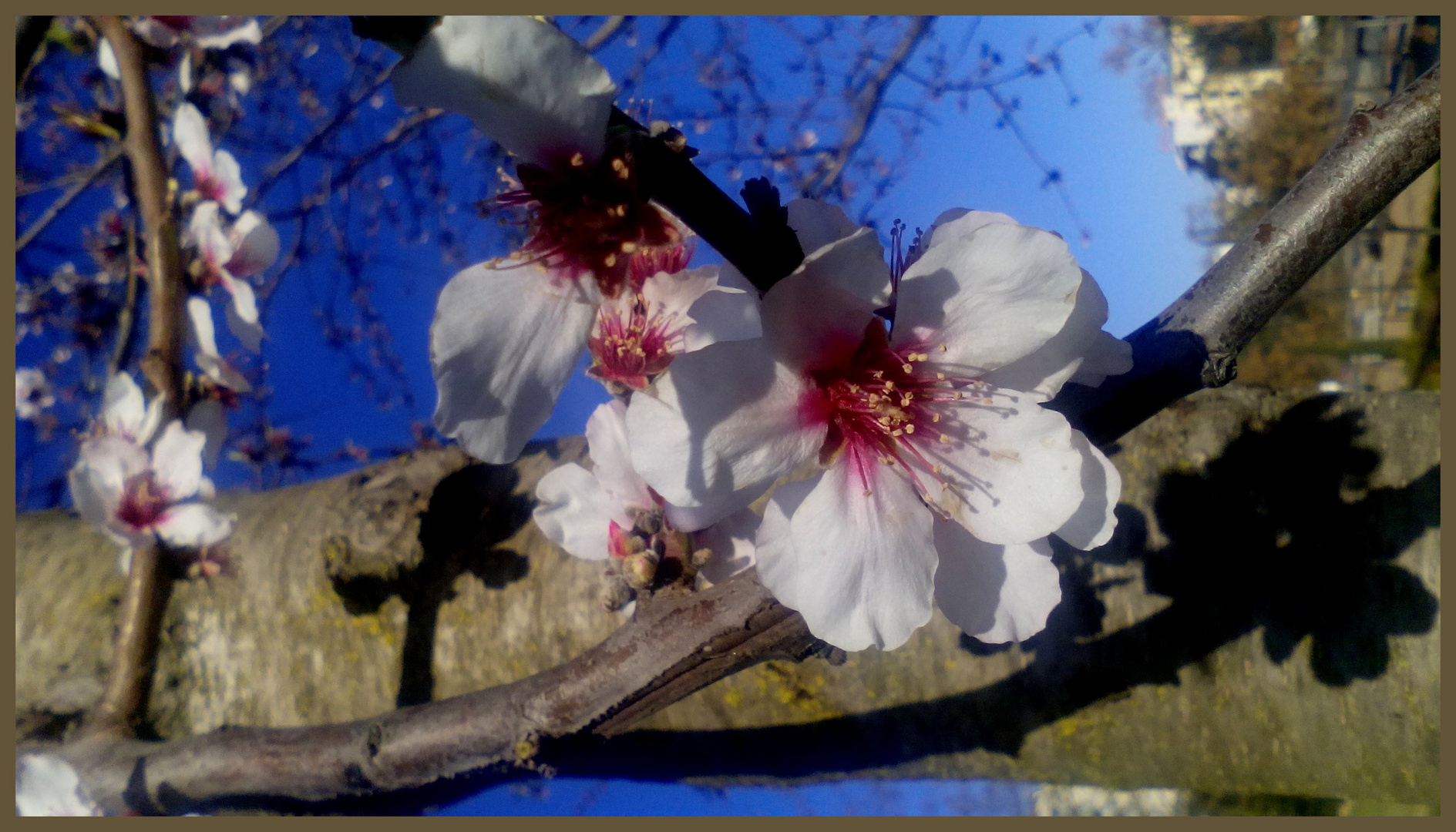 FLORES DE ALMENDRO !!!!!!