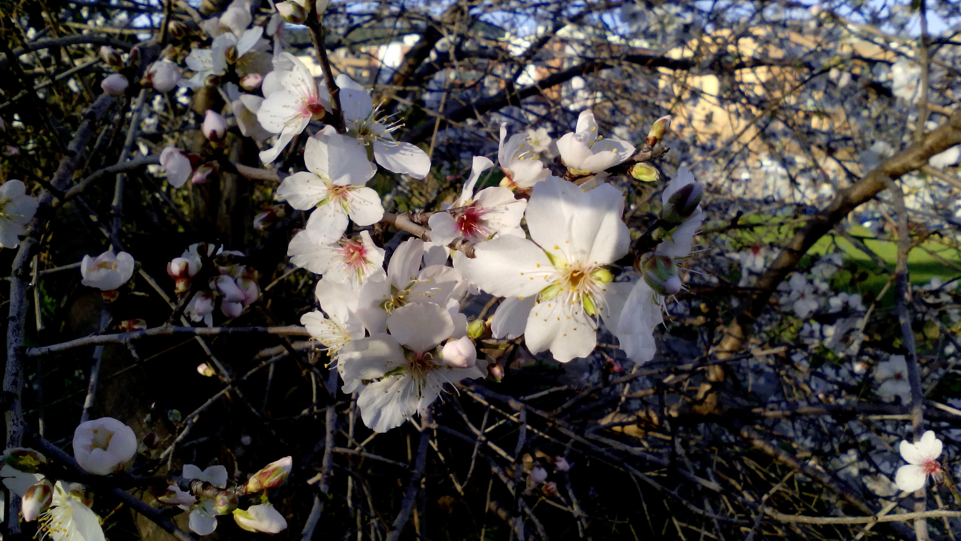  FLORES DE ALMENDRO  n.7 