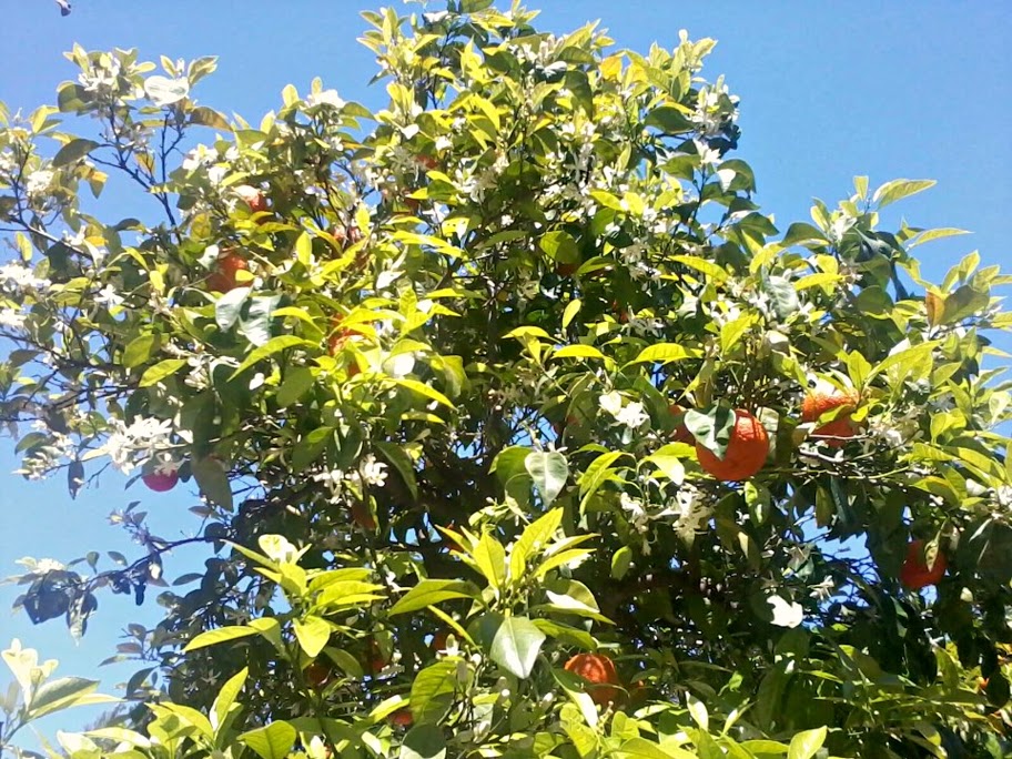 flores de árbol de color naranja en la primavera de 2013 Sevilla