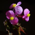 Flores de Begonia 2