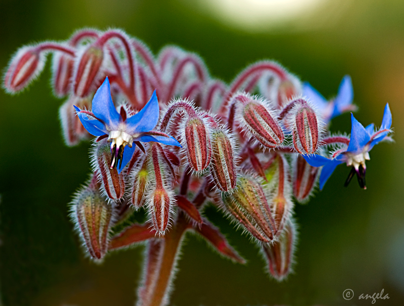 Flores de berenjena