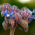 Flores de berenjena