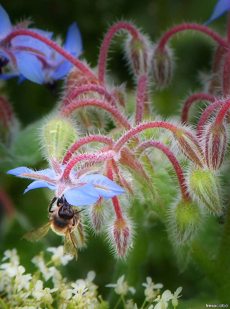 Flores de borraja