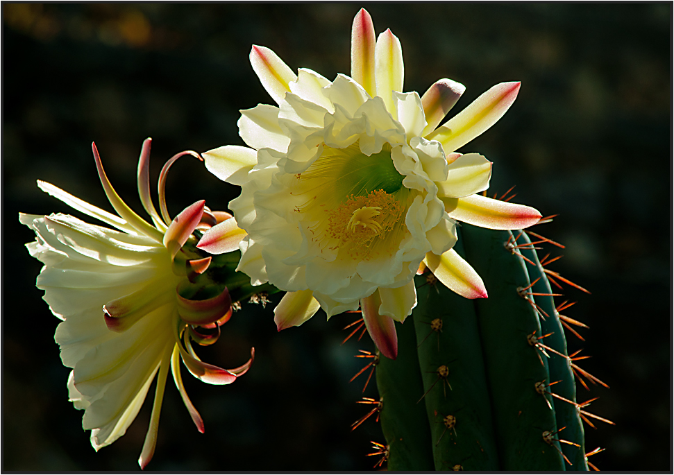 Flores de cacto de Lanzarote