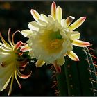 Flores de cacto de Lanzarote