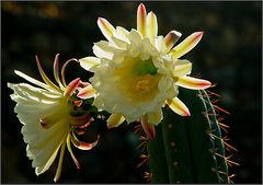 Flores de cacto de Lanzarote