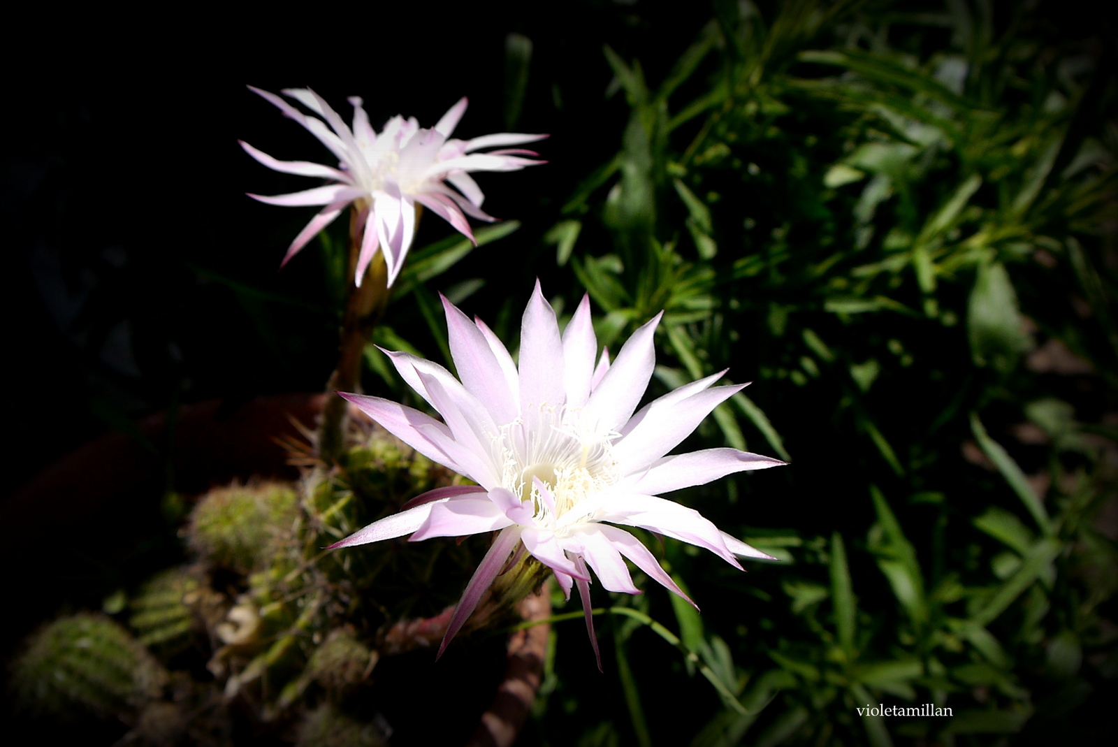 FLORES DE CACTUS