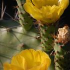 Flores de Cactus