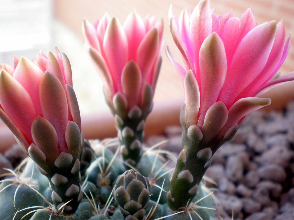 Flores de cactus