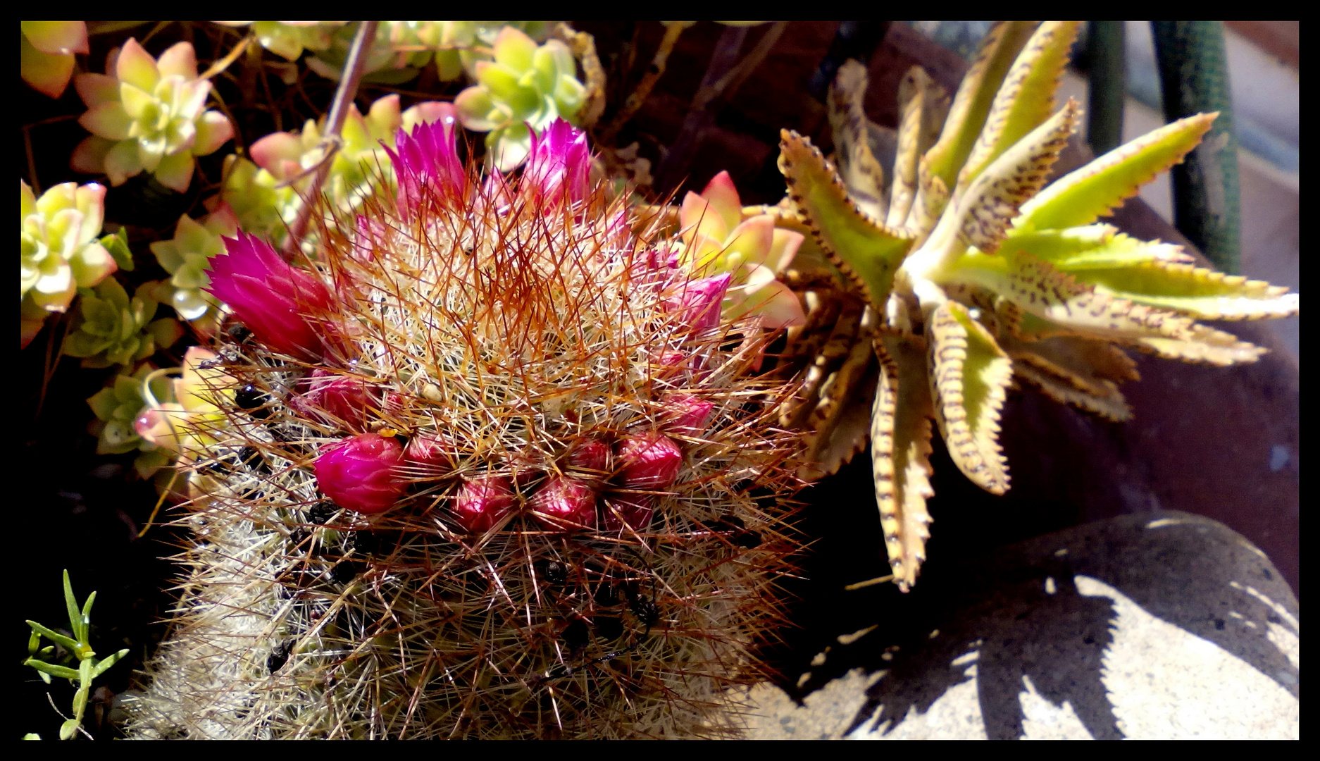  flores de cactus 