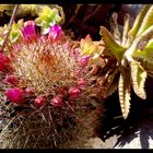  flores de cactus 