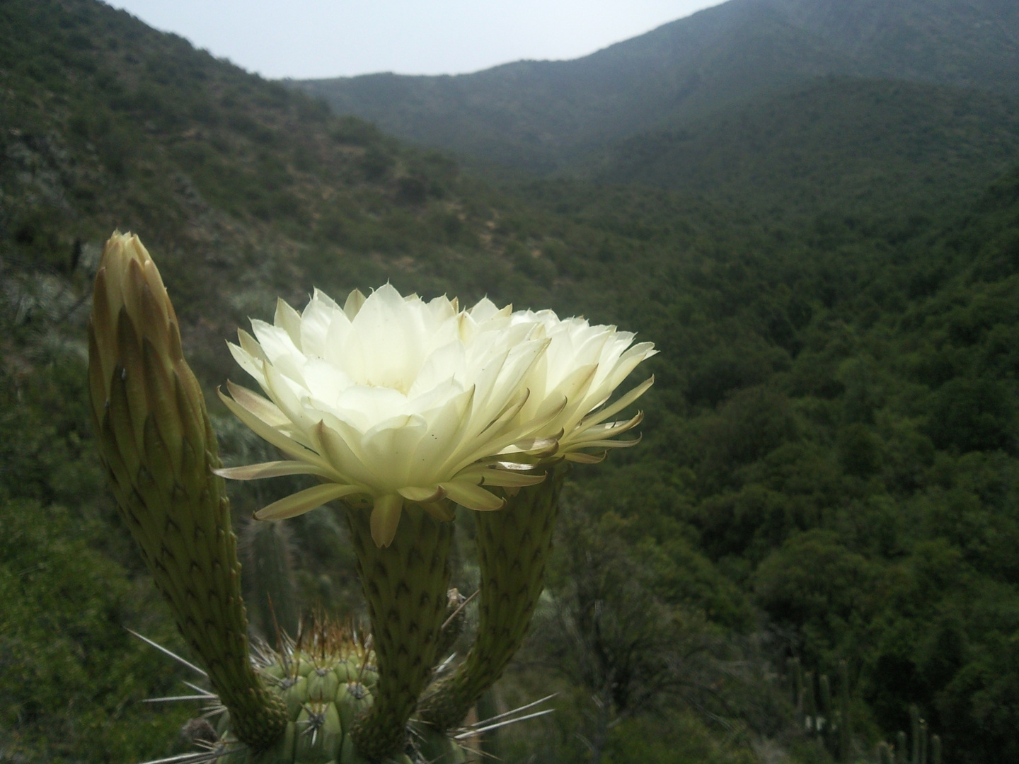 Flores de cactus en primavera