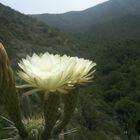 Flores de cactus en primavera