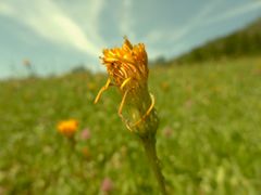 flores de campo