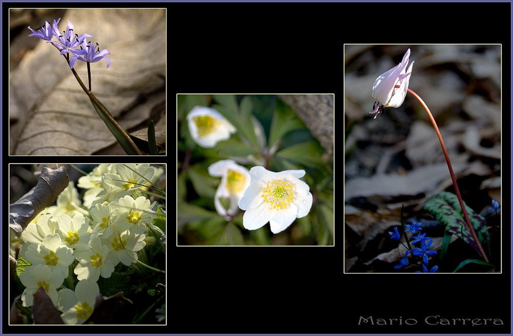 Flores de campo