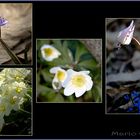 Flores de campo